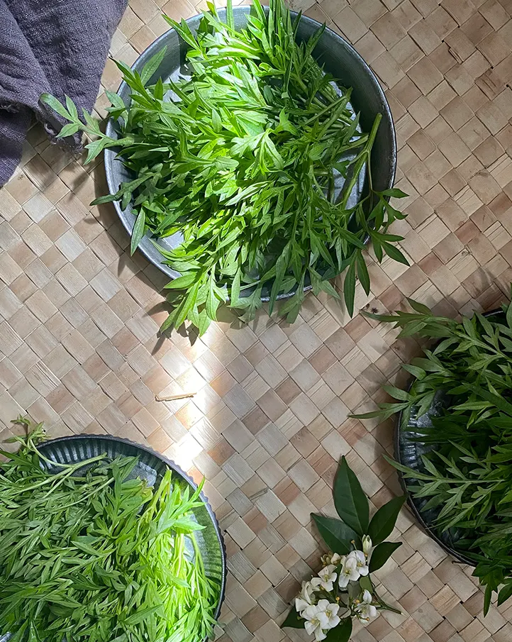 采收后的新鲜艾草