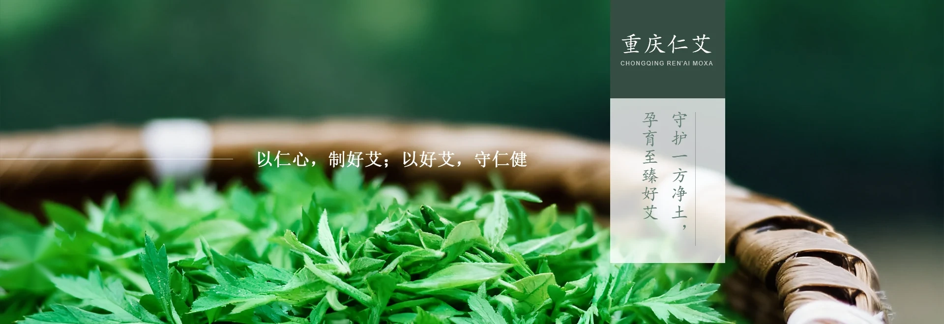 新鲜艾草与艾灸养护